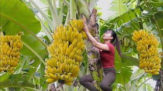 Harvesting Big Bunch Of Bananas Go To The Countryside Market Sell - Buy Ducklings To Raise