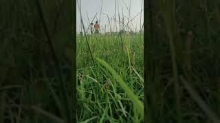 Zaruri Tha -Shilpa Medhi