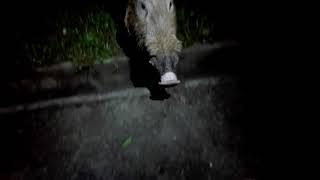 Bearded pig (sus barbatus) infront of Mike's veranda.