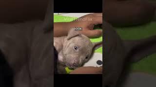 Snoring Dad Keeps Cute Puppy Awake - Hilarious Pet Fail #funny #viral #shorts