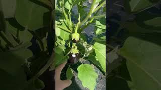 Eggplant  #ChamberlinFamilyFarms #gardening #farming #homesteading