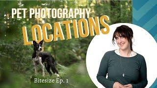 Bitesized Location: Finding the Perfect Pet Photography Spot in the Woods | Location Scouting Tips