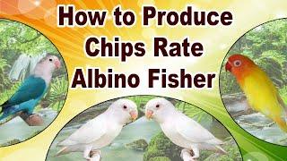 how to produce albino fischeri - How To Increase Albino Red Eye Production