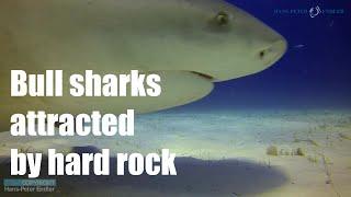Dive Bahamas #21 - Bull sharks attracted by hard rock - Hans-Peter Endler