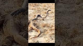 Lizard with Cobra | EP5 #shorts