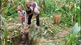 Mother and son create traps to catch wild boars / ly tam ca