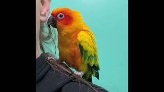 When I got bit on the face by a conure...