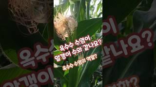 미백옥수수 수염이 나왔는데 수정이 되는건가요? 괴산젊은농부 #shorts