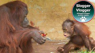 Cheeky Baby Orangutan's Hilarious Payback on Sprout