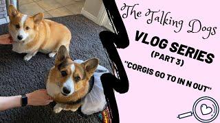 Corgis go to In N Out Burger | Hammy and Olivia