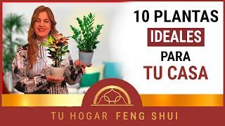  Las MEJORES PLANTAS DE INTERIOR  según el FENG SHUI ㊗️