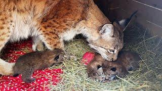 LYNX Hanna MEETS Umka's KITTENS and wants to take the kittens for herself