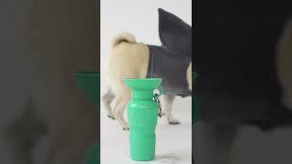 Your dogs new best friend - The Springer Travel Bottle  #shorts