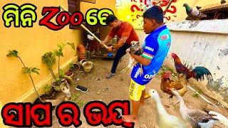 ମିନି ZOO ରେ ସାପ ଡର || pet lover Odisha || dog lover || odia vlog || parrot beak asil || mu odia |#82