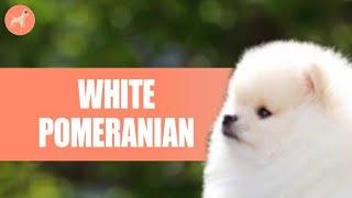 White Pomeranian: All You Need To Know About The Cutest Pomeranian