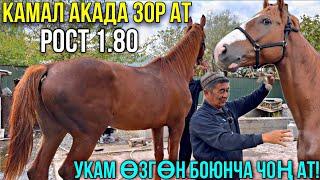 КАМАЛ АКАДАН 1.80 ЧОҢ АТ ЧЫКТЫ #байтв