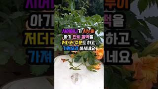 시어머니가 시누이 아기 잔치 돌떡을 저더러 주문도 하고 가져오라 하시네요