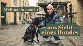 Weihnachtsmarkt in Osnabrück aus Sicht eines Hundes