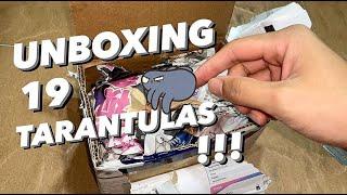 Unboxing 19 tarantulas !!! ~ 1 died  :(