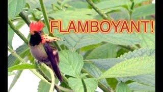 Those FLAMBOYANT Hummingbirds [NARRATED]