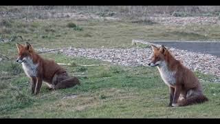Group of relaxed wild red foxes near the old lighthouse at Dungeness Kent England 4.4.25