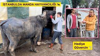 İSTANBULDA HAYVANCILIK YAPAN GENÇ TAKİPÇİMİZE BEYAZ GÜVERCİN HEDİYE ETTİK ~ Manda , Köy Hayatı