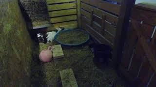 12 Week Old Blue Eyed Nigerian Dwarf Baby Goats - Syman Says
