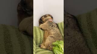 Emotional, Marmot's Stressful Slumber #animals #cuteanimals #wildlife #animalworld #zoo #marmot #cat