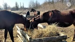 Запрегли первый раз молодых лошадей в пару!