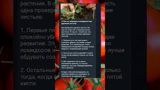 Правильное пасынкование томатов #дача #огород #сад #ссср #хитрости #лайфхаки #томаты #помидоры