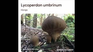 Lycoperdon umbrinum