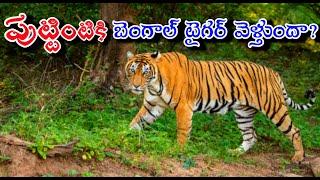 పుట్టింటికి బెంగాల్ టైగర్|vijayanagaram tiger | tiger news today|circar express news