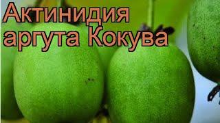 Актинидия аргута Кокува (actinidia arguta kokuwa)  обзор: как сажать, саженцы актинидии Кокува