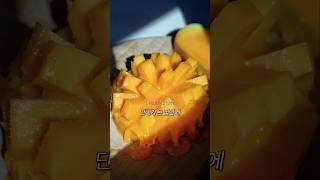 비싼데 매번 품절된다는 제주 애플망고ㄷㄷ