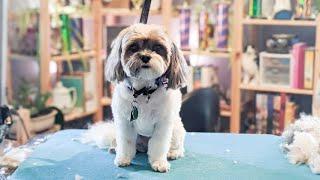 I'm Squeaky Clean, Don't Cut My Eyelashes Tho | Master groomer does a Shih Tzu in a pet trim