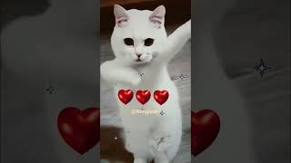 CUTE CAT DANCE #cute #cat #dance #shorts #Nengleatv ️