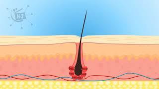 follicle hair animation