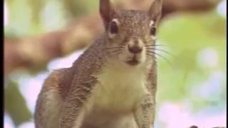 Squirrel Wars...And How To Win Them