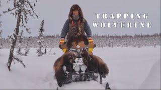 Wolverine Trap Tutorial: Mastering the Art of Trapping