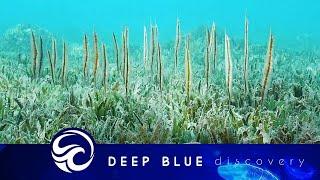 Razorfish are really strange sea creatures - unusual footage