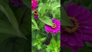 #zinnia flower garden heaven in #naumkeag mansion