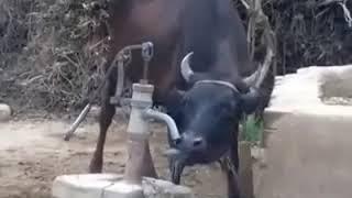 Малдын суу ичкени