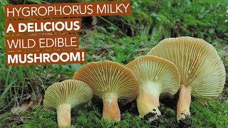 Hygrophorus Milky — A Delicious Wild Edible Mushroom!