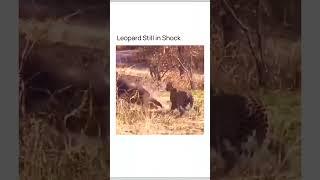 Respect moments of Ever seen a shocked Leopard | Julia Augustine