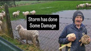 Storm has wreck done,+ Lambs sold #farm #farming #lambs #irish #tepari #Ireland #tractors #cows #dog