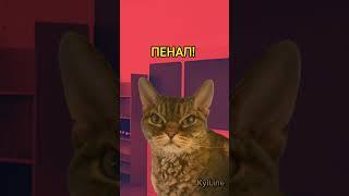 Где-то на дне учителя #рек #котики