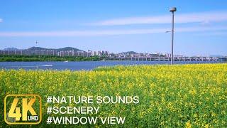 Landscape of Seorae Island canola flowers in Hangang Citizens Park ️️ relaxation, window view