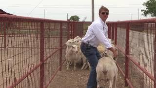 Reid Redden - Sheep & Goat - Flipping a Sheep or Goat on its rear