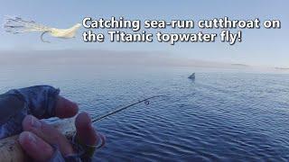 Catching sea run cutthroat trout on the Titanic top-water fly