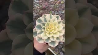 ECHEVERIA COMPTON CAROUSEL ИЛИ ПРОСТО ЭЧЕВЕРИЯ КАРУСЕЛЬ РЕДКАЯ И КАПРИЗНАЯ КРАСОТКА